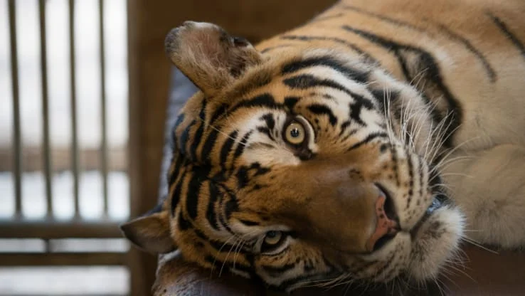 What do the 'new' zoo standards really mean for animals?