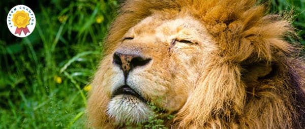 Take Action Against Animal Circuses